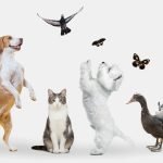 Pets Services