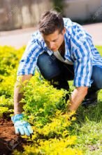 Gardening work gardener