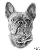 Pet Art Portraits, Drawings and Sketches